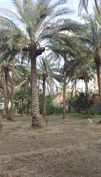 كربلاء الحسينيه • ٢٠٠م • خدمات كاملة