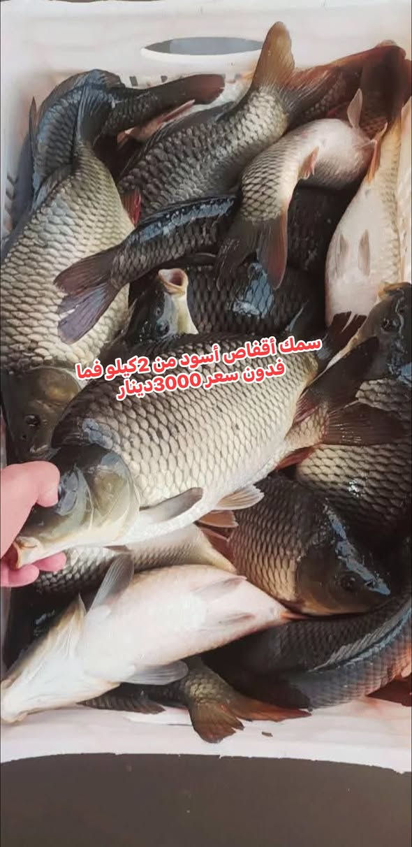 سمك أقفاص أسود • ٢ كيلو فأكثر • الأنبار عنه