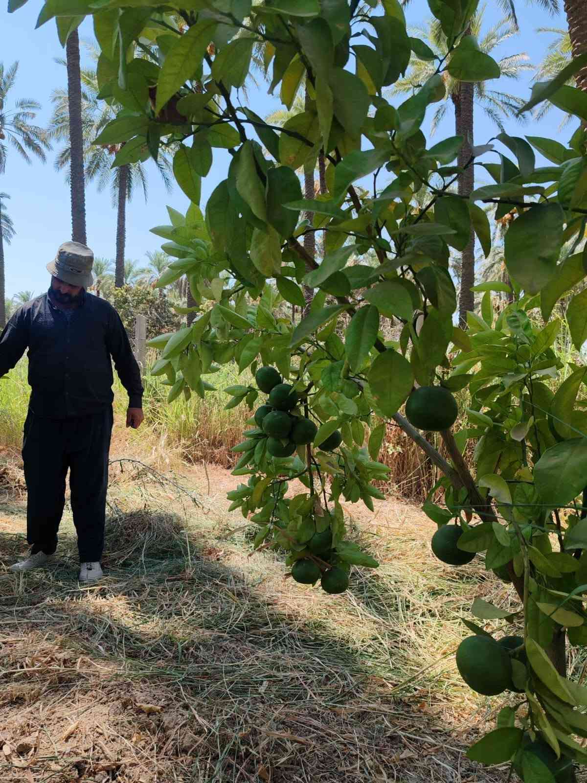 سلام عليكم
بستان للبيع مساحته 3000 متر يعني دونم وربع 

طابو سند 25 

المساحة ٣٠٠٠ متر
واجهه ٢٥ متر ونص
٤٠ نخله زهدي
مع أشجار نفضي وحمضيات نوع ممتاز منتج
ماء وفير والحمدلله
يصلح كمزرعه أيضا لانه في منطقة سكنيه
نهر دجله يبعد اقل الكيلو عنه 
مثمر ما شاء الله مثل مراح تشوفه بالصور

صاير بالعبايجي/المصلحية شمال الطارمية
 
للاستفسار *********** واتساب

***********  اتصال
