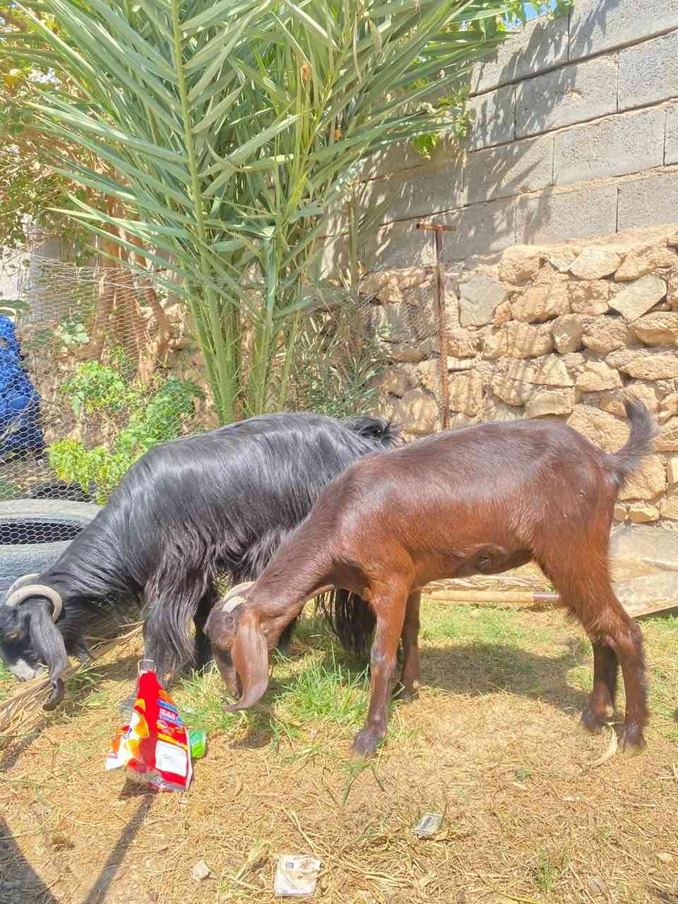 جذاع اول بطن محنيات مال جنيه مرتبات سعر الزوج 435 الف مكان حديثه ***********

