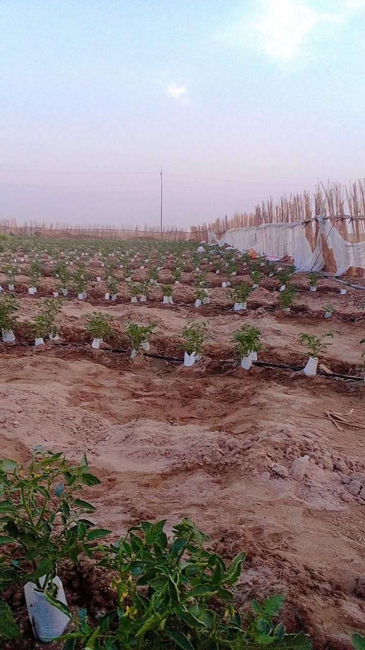 البصرة • ٥٠دونم • ٢ابار
