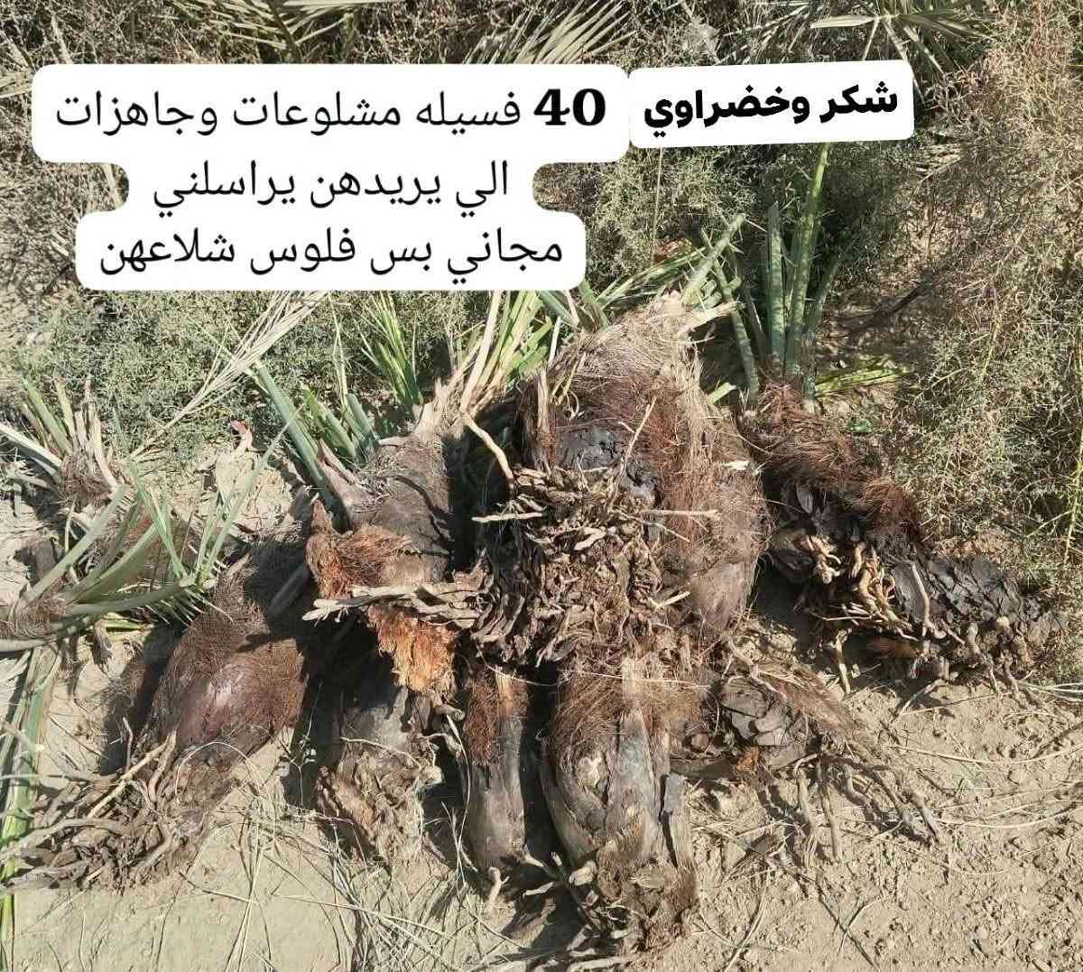 ٤٠ فسيلة • مجاني • قضاء الرميثه