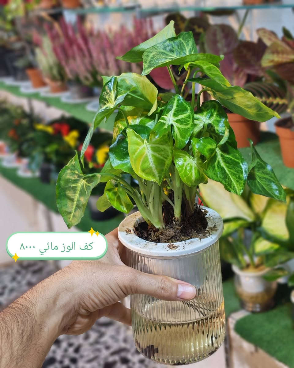 على بركة الله تم وصول ضليات زراعه مائيه وبتموس نباتات هولنديه والمائي صيني كلها حلوه وشغلات جديده الاسعار كلها عالصور ❤

العنوان هيت حي الجمعية شارع حامي حميد🌹
