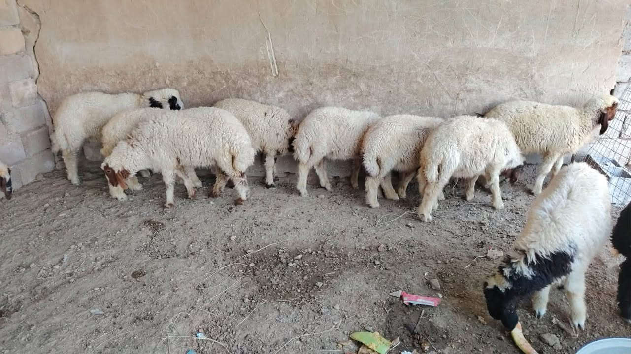 طليان ارباط ملقحات مفحوصات للبيع  في بغداد ناحية الرشيد 
***********
