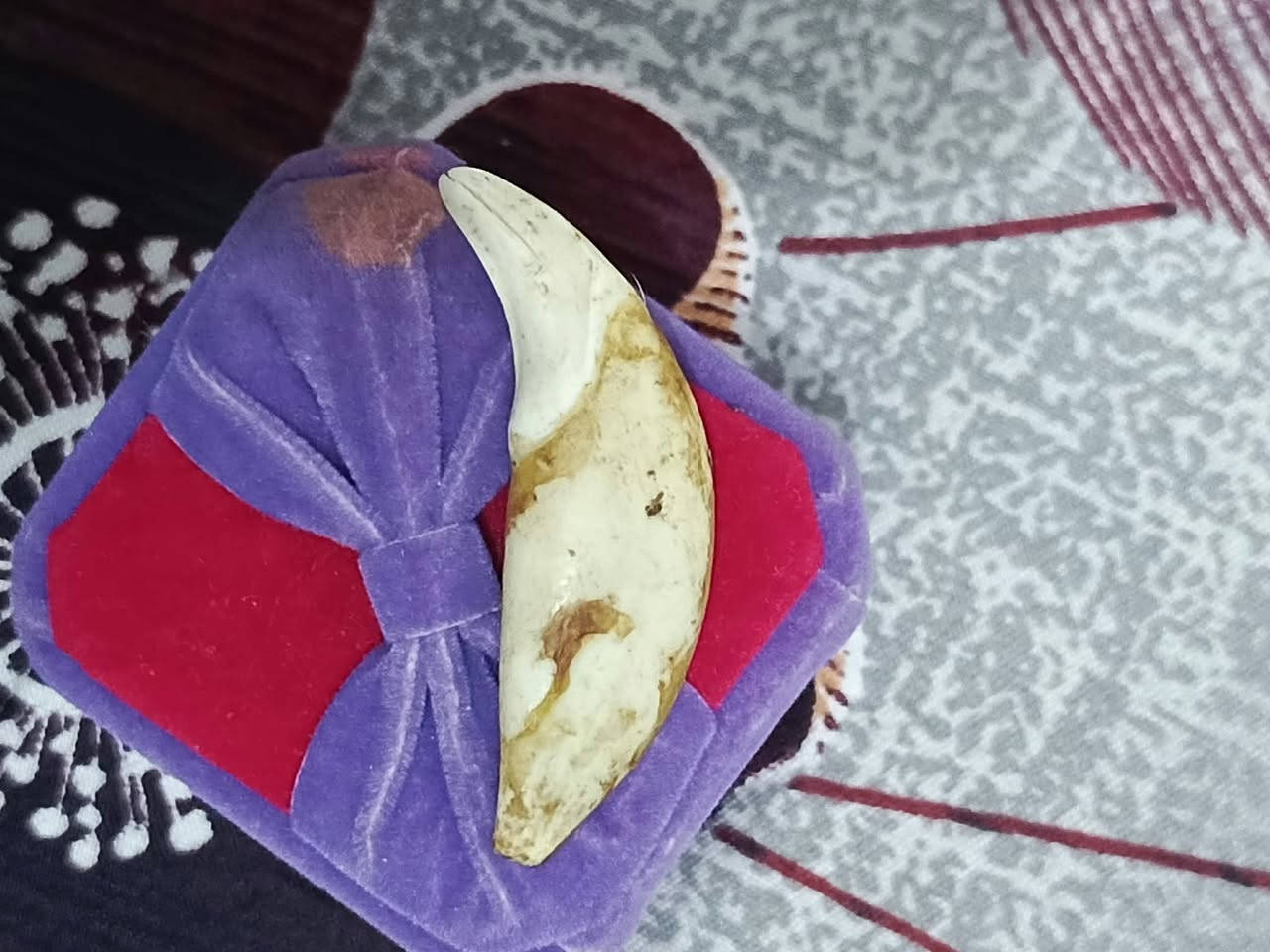 ناب ذيب • أصلي • استفسار خاص