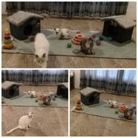 فندقة قطط  ❤️❤️ (مشروع منزلي) ❤️❤️ مشغول وحاير  وين تودي اليفك؟؟؟  كيت...