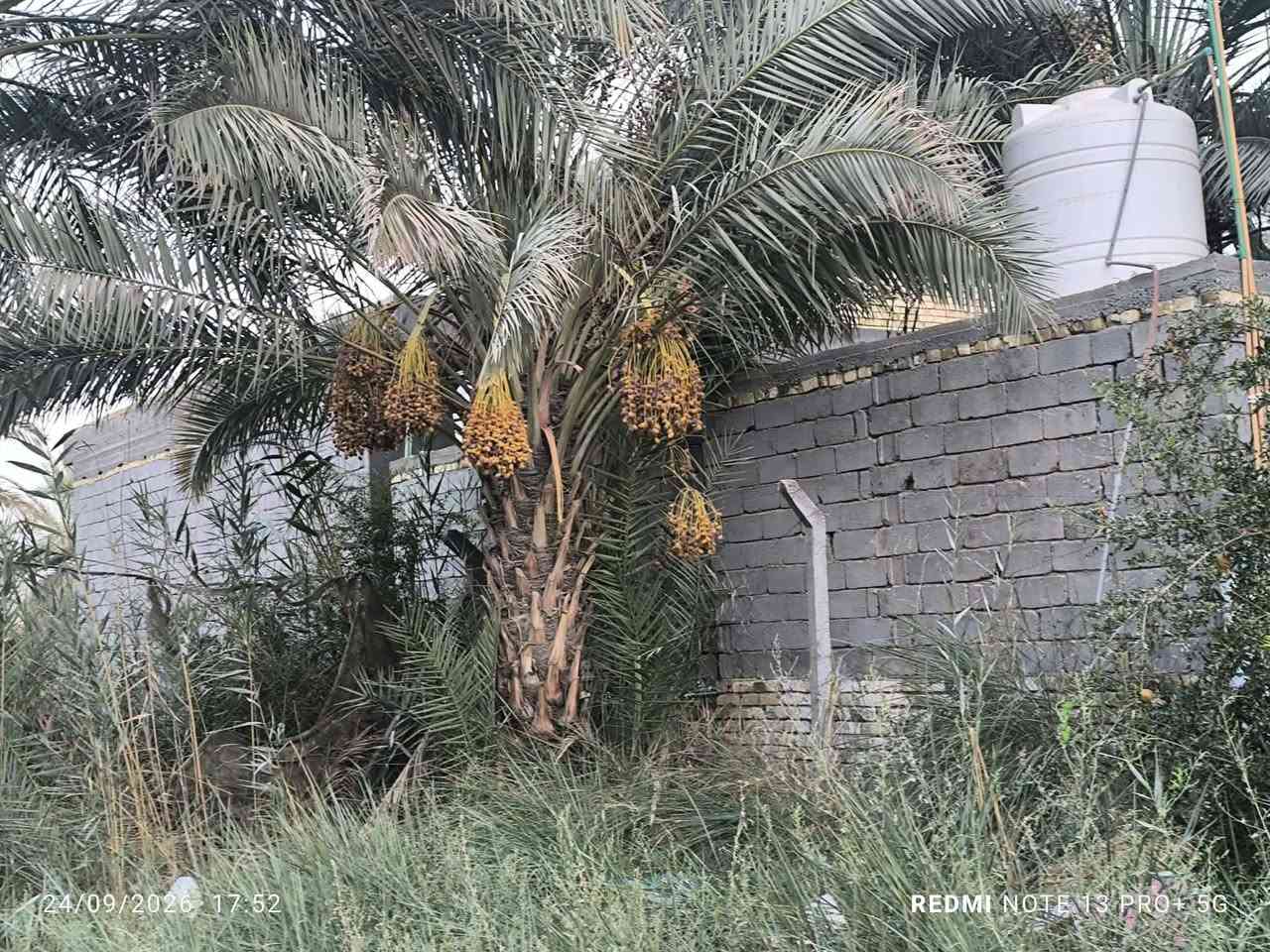 السلام عليكم قطعة أرض زراعي بستان 25 المساحه 300متر الواجهه 12ونزال 26 خلف حي عدنان شارع البو عبدالله نزلة سيد شاكر مقابيل الاستاذ علاء ضيدان تبعد عن شارع البو عبدالله 130متر تقريبا
للاستفسار مكتب اسوار المدحتية للعقارات مقابل السايلو حي الحور 
*********** أبو محمد
عمادابو نور***********

نص مكتوب في الصور:
- 24/09/2026 17:54 REDMI NOTE 13 PRO+ 5G
- 24/09/2026 17:58 REDMI NOTE 13 PRO+ 5G
- 24/09/2026 17:52 REDMI NOTE 13 PRO+ 5G
- 24/09/2026 17:53 REDMI NOTE 13 PRO+ 5G
- 24/09/2026 17:56
- REDMI NOTE 13 PRO+ 5G