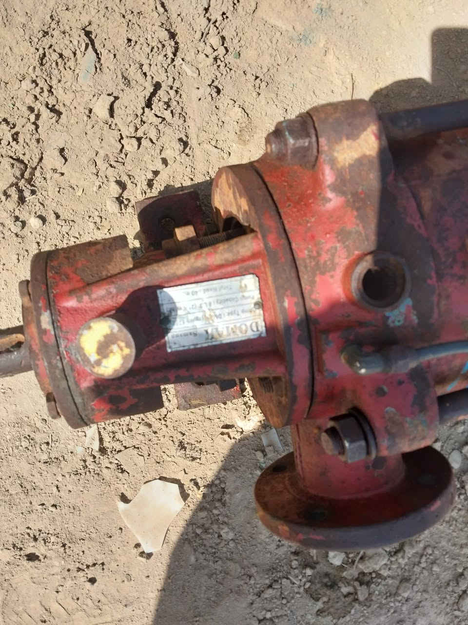 خنازير تركية دبل بشارة كل خنزيرة ٣ بشارات ***********
