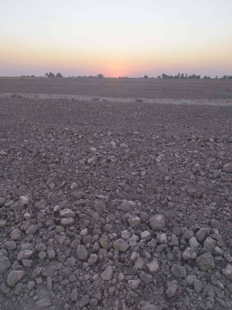 صوب بني ركاب • ٣٣ دونم • زراعية