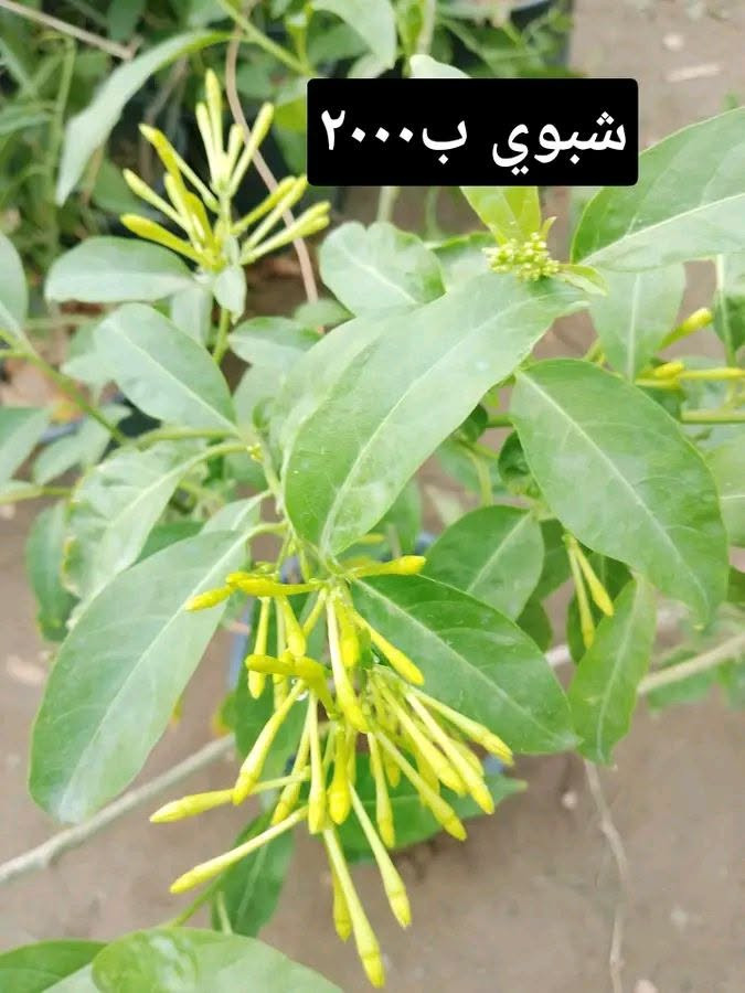 جوري عراقي • ياس عراقي • توصيل بغداد