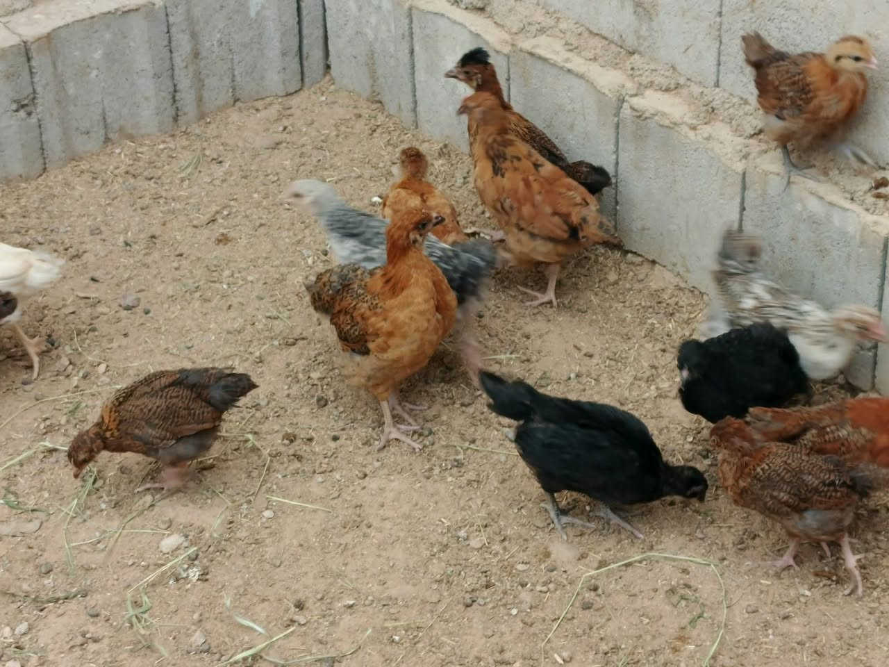 فراريج عرب • ٣ أشهر • تكريت