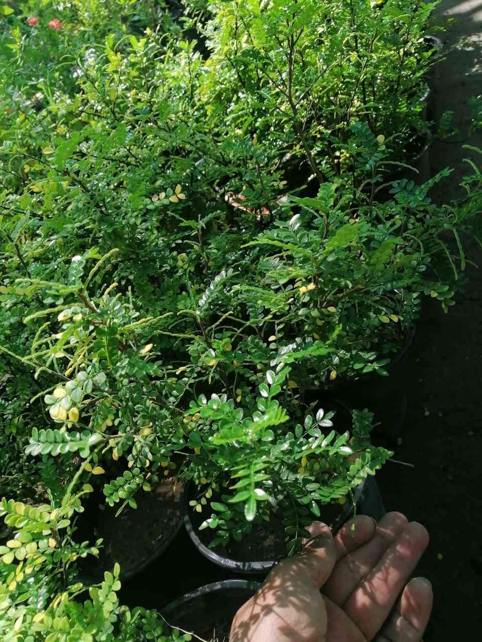 بخور عطري • الانبار حديثة • توصيل