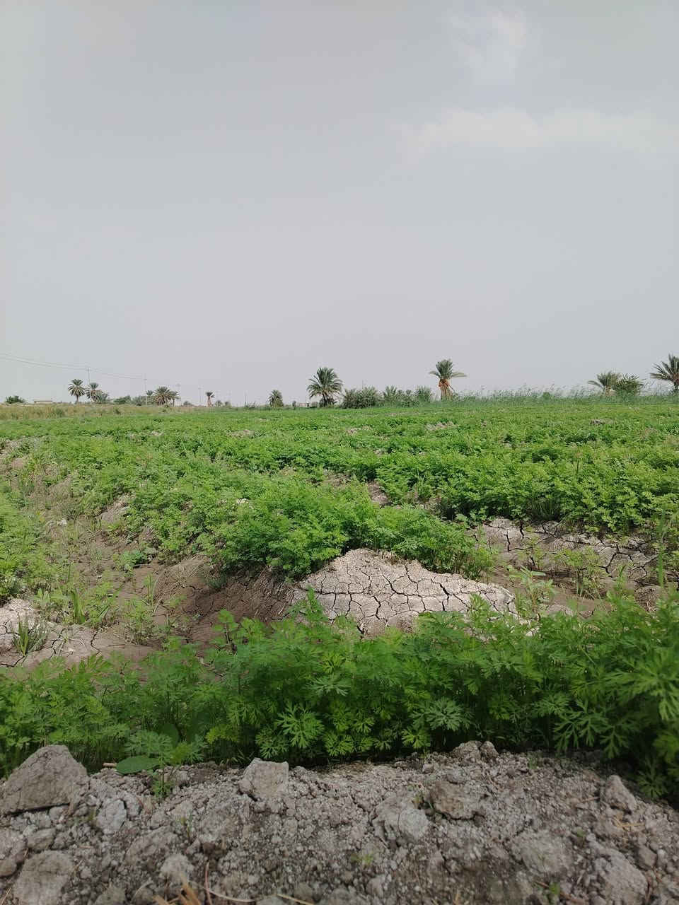 ١٥دونم • نهر ذراع دجلة • طابو زراعي