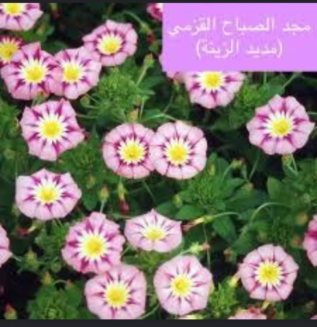 مجد الصباح • بذور وشتلات • السماوه