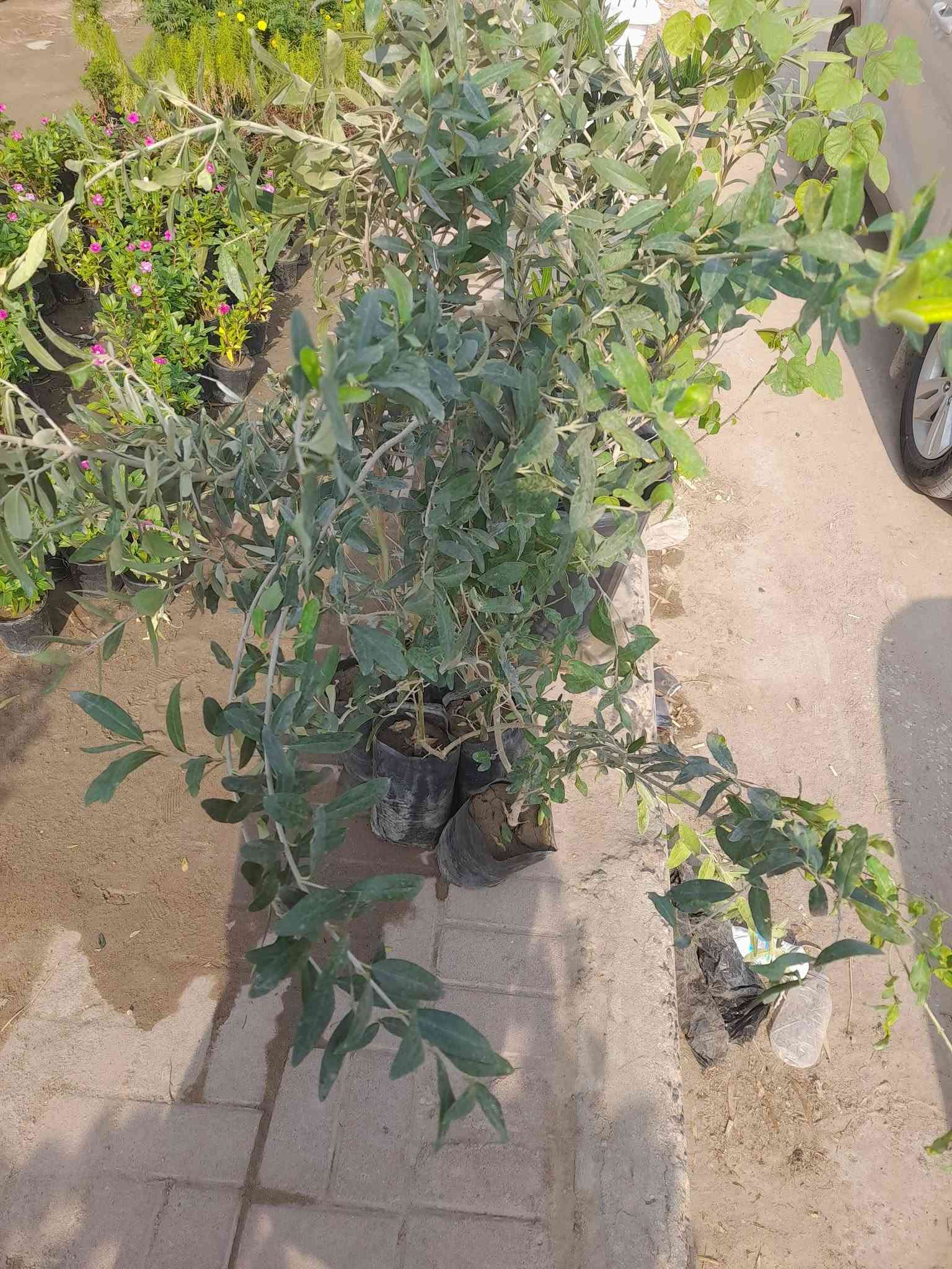 غماس طبكة • مجاور منتزة