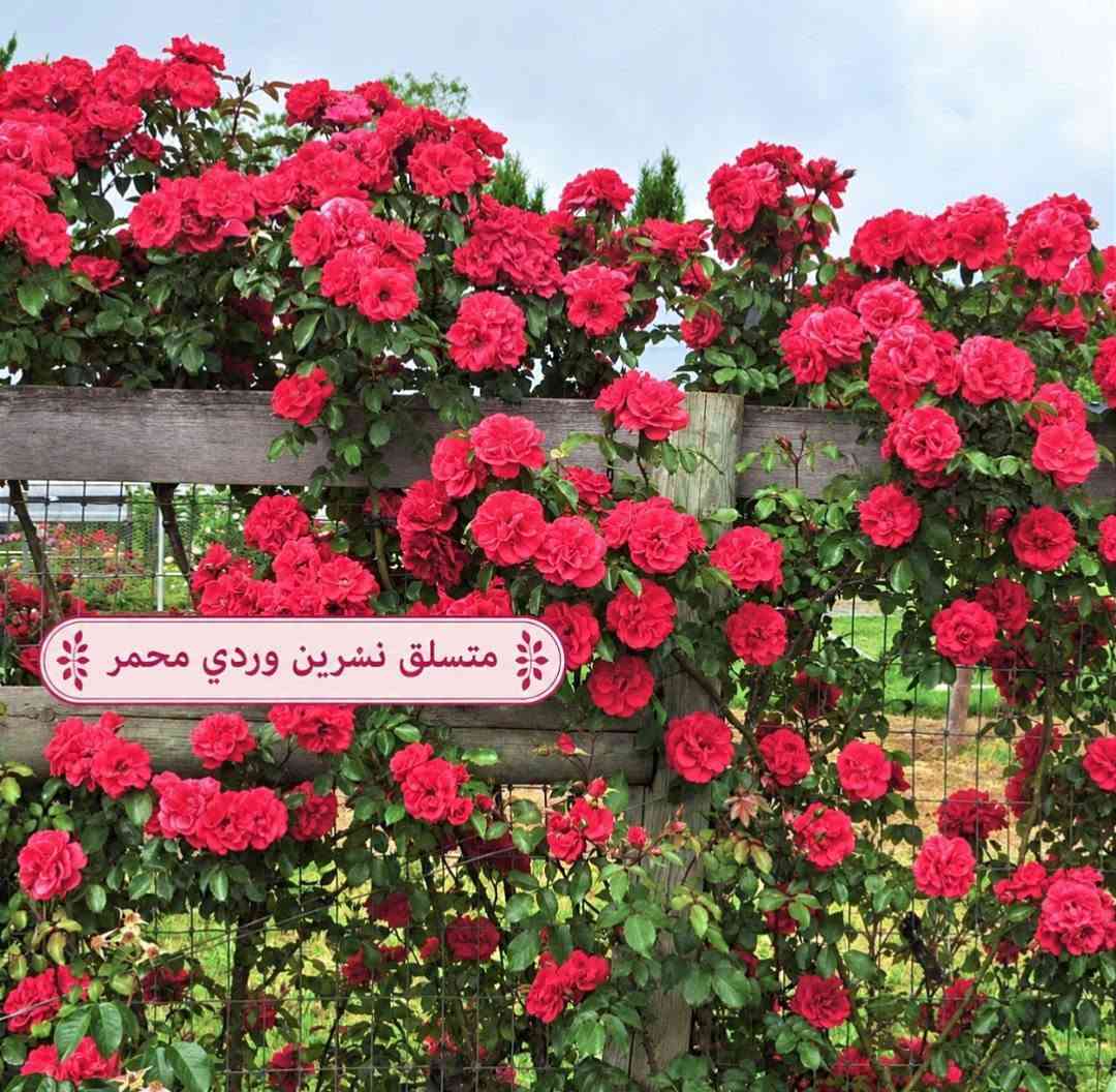 متسلقات • متنوعة • توصيل لكل المحافظات