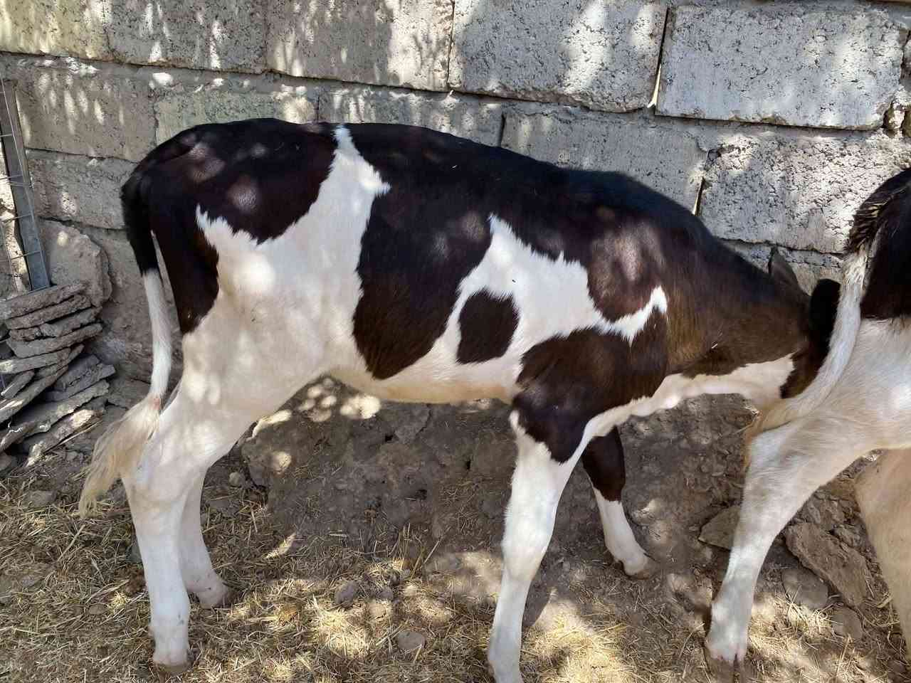 السلام عليكم
حوليات 3 
للبيع 
جنس رقم 1فول فول
اجل فول نصاحه فول شرط حلال رقم واحد 
وين الجنايه
تصال ***********
وتساب ***********
