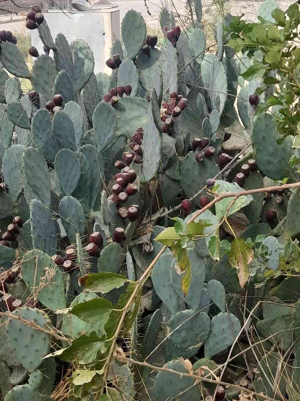صبار • ناحية الشورة • للبيع