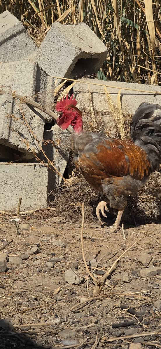 ديوك • ابو ركيبة • رصاصي