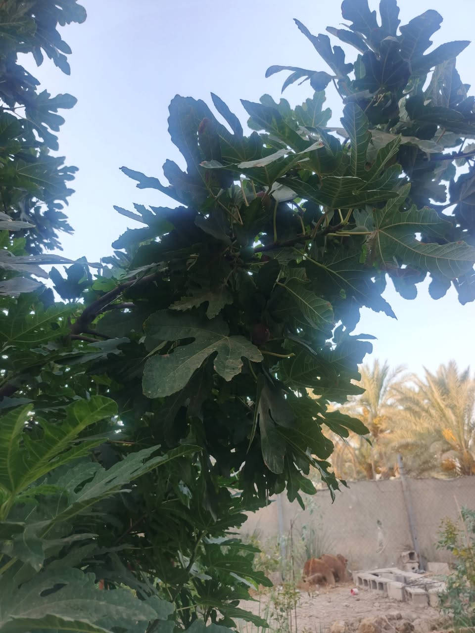 الراشدية العراكنة • ١٨٠٠م • سند ٢٥