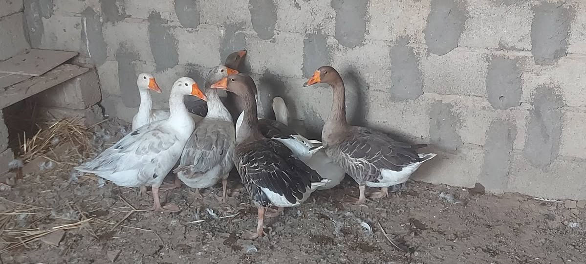 قازات • ٨ قطع • للبيع