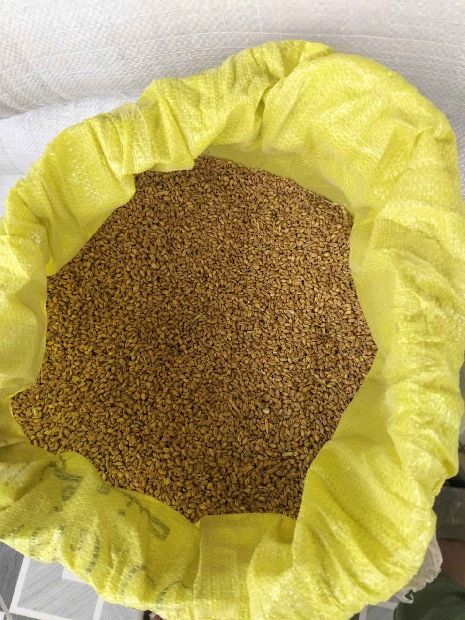 حنطة ٢ونص • جيل ثاني • واسط الشحيميه