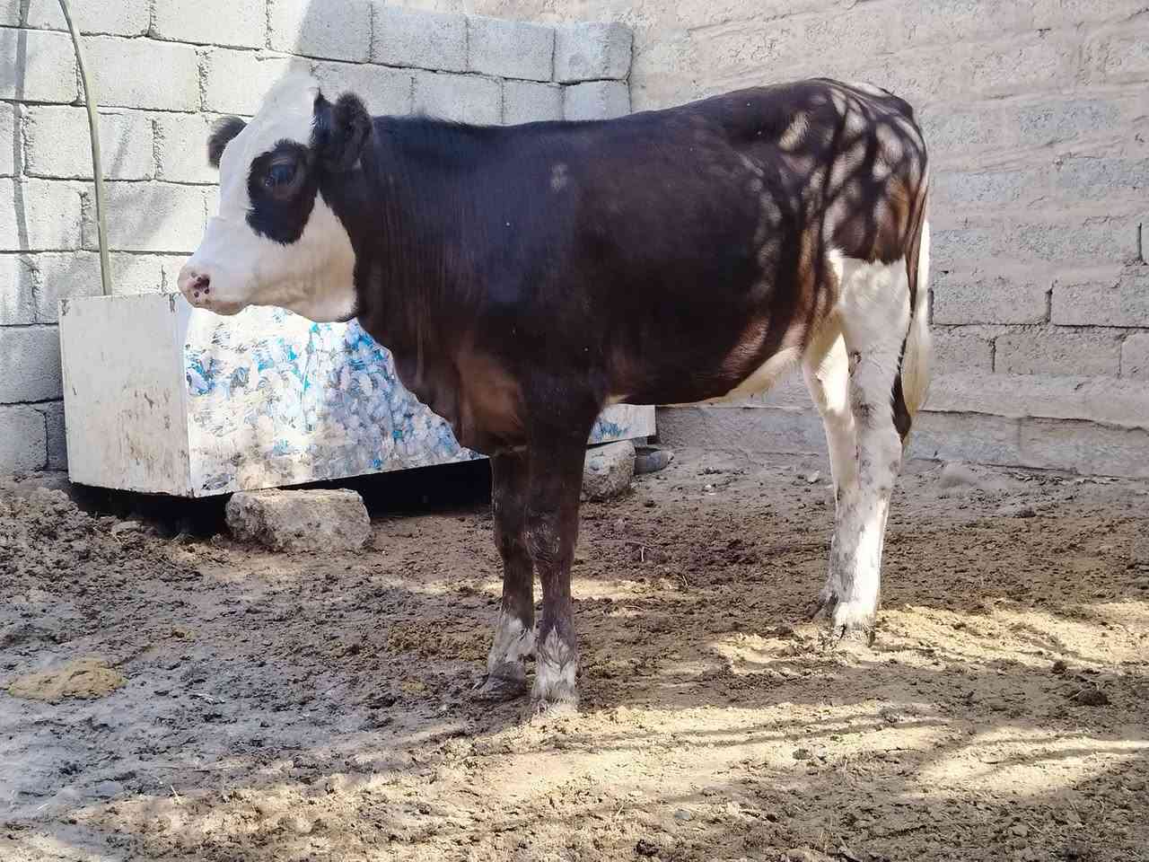 جوز حوليات • اصليات • الشرقاط الخضرانيه