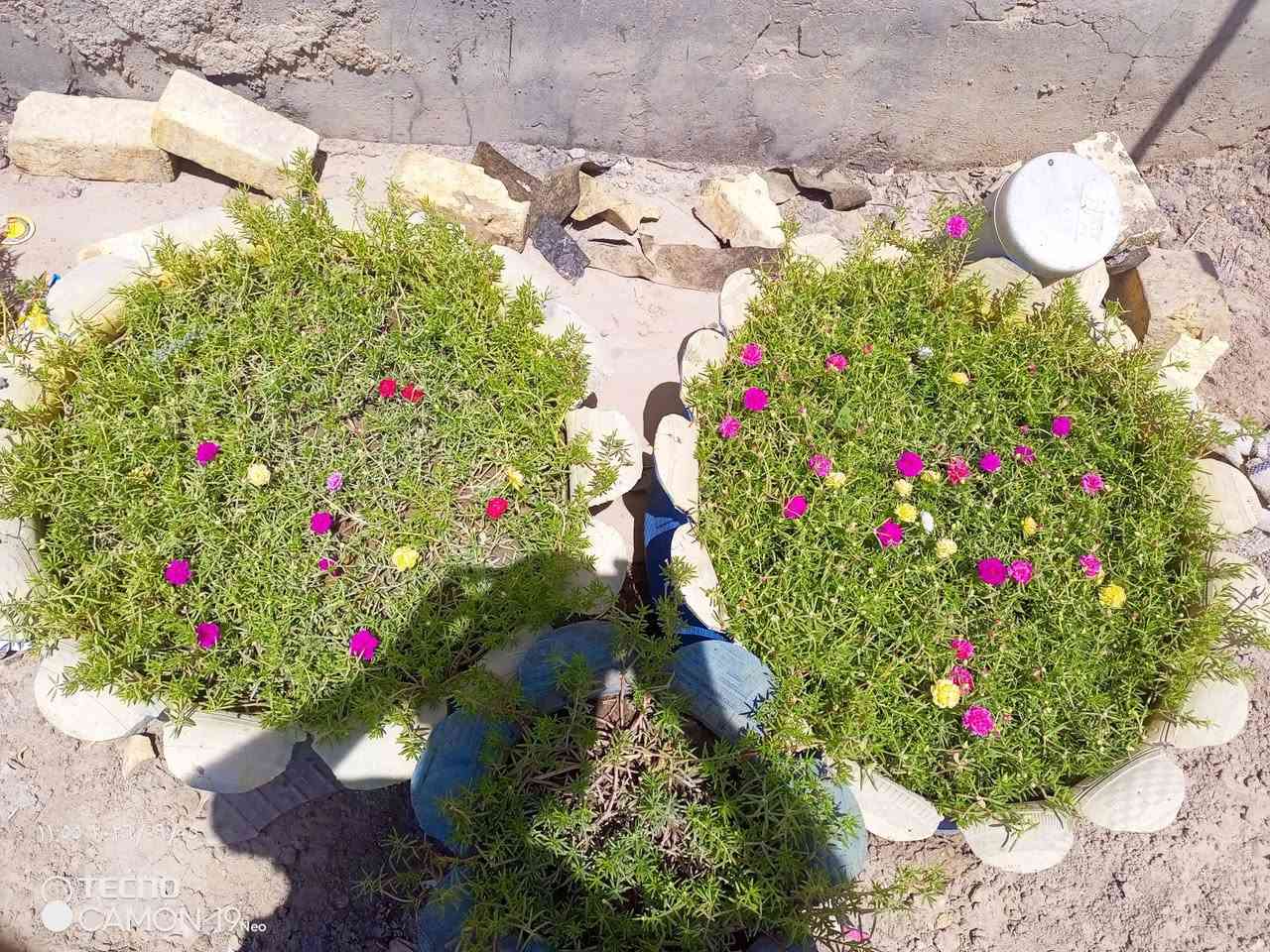 اللهم صل على محمد وال محمد 
تزهير ورد الصباح 5/9/2026
في السنادين المصنوعة من التايرات 
من إعادة تدوير 
يوجد حسب الطلب سنادين مزروعة 
للحجز والاستفسار الاتصال 
*********** بيه واتساب
