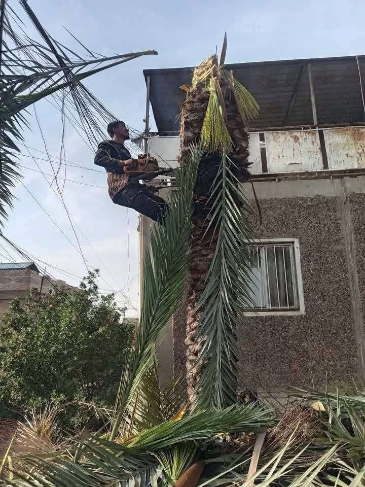 قطع أشجار • تقليم نخيل • كرخ وصرافه