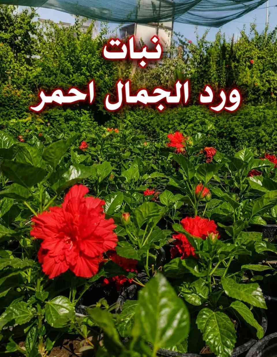 السلام عليكم متابعينا 🤍
🌿 اجعلوا من مساحتكم حديقةً تنبض بالحياة والجمال🩷  

تشكيلة مميزة من الشتلات والأشجار ونباتات الزينة، اخترناها لتمنح منزلكم لمسةً من الطبيعة، وتضيف إلى حدائقكم جمالًا لا يُملّ. 🌸🌳

🌱 شتلات متنوعة
🌺 أزهار بألوان ساحرة
🌳 أشجار ونباتات للحدائق
🪴 خيارات جميلة لكل من يحب الخضرة
ازرعوا اليوم… واحصدوا جمالًا يدوم. 💚

📩 للاستفسار عن الأنواع والأسعار والحجز، تواصلوا معنا عبر الخاص او اتساب ***********

متوفر توصيل لجميع محافظات العراق 🚗🚗

فالحديقة الجميلة تبدأ بنبتة واحدة. 🌿
