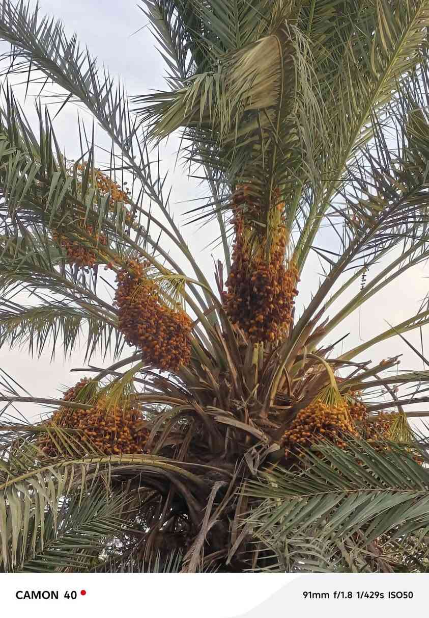 سلام عليكم اخوان يوجد نخلتين تمر خسته للبيع
المكان الرمانه البوحردان 
هـ ***********

نص مكتوب في الصور:
- CAMON 40 35mm f/1.8 1/230s ISO50
- CAMON 40 35mm f/1.8 1/433s ISO50
- CAMON 40 35mm f/1.8 1/358s ISO50
- CAMON 40 50mm f/1.8 1/269s ISO50