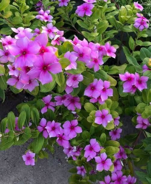 توفر لدينا زهرة الونكا (عين البزون) عراقي
العنوان كورنيش الديوانية على الشط مقابل هايبر توفير
للحجز والاستفسار مراسلة الصفحة 
***********
