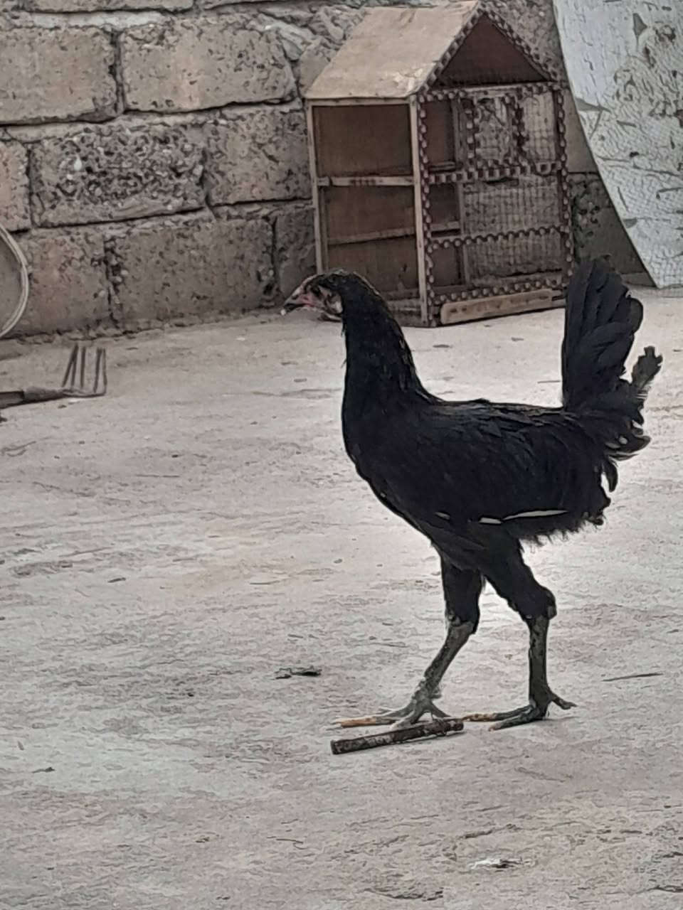 فراويج • عدد ٥
