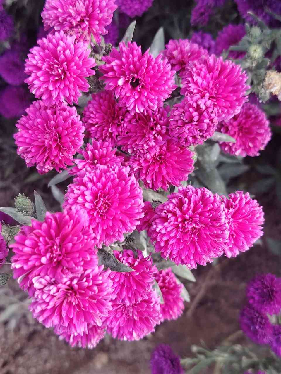 مشتل الأخوين • جوري عطري • ياسمين متسلق