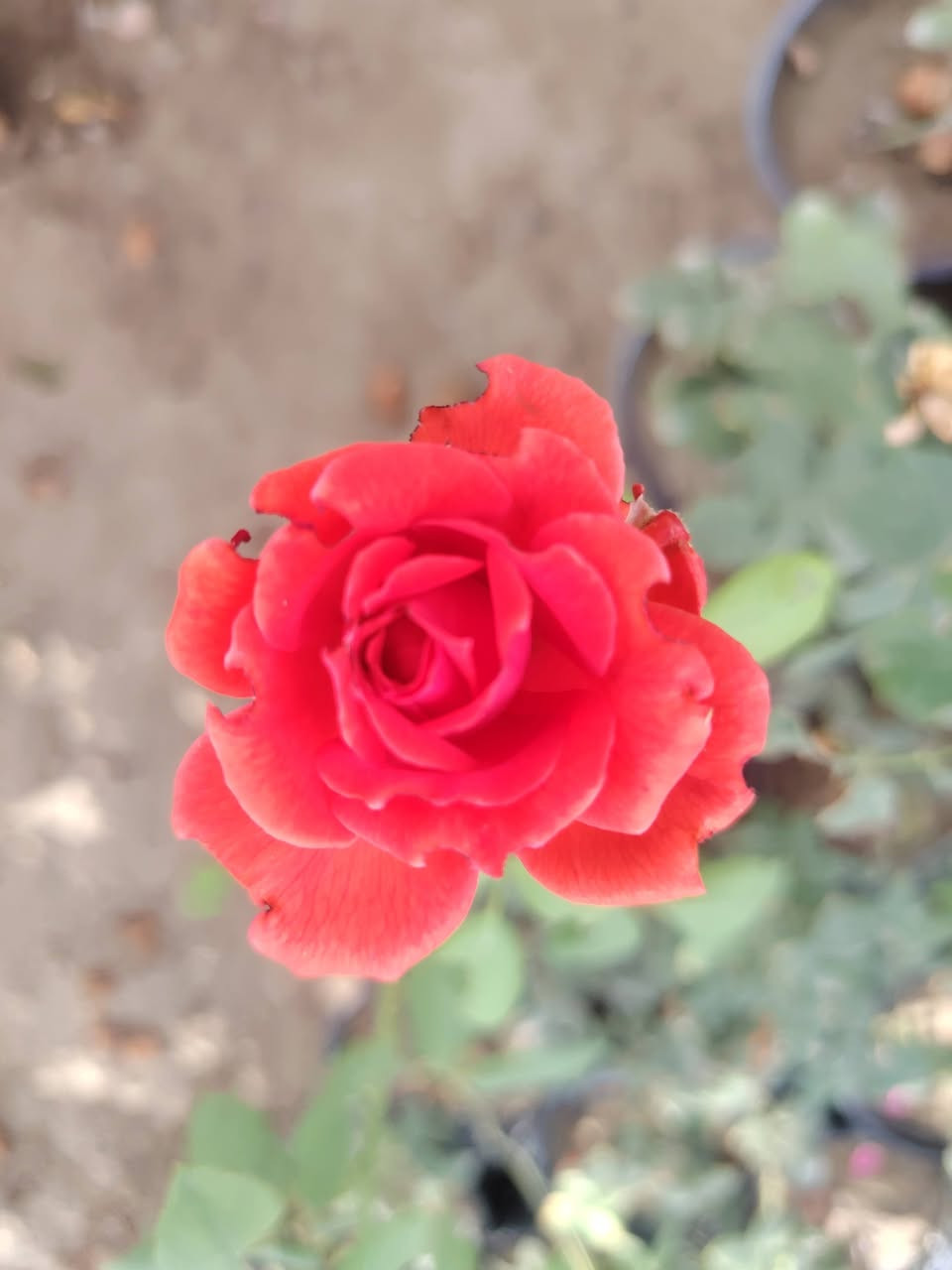 🌹🌹مشتل الأخوين 🌹🌹
السلام عليكم ورحمة الله وبركاته
تم وصول وجبه جديده من النباتات 💖💖
جوري  عطري🌷🌷
ياس عراقي🌱
بتونيه شجريه وقزميه مختلف لالوان 🌿 
دفله ا🌹 
نارنج عراقي 💞🌺
تكي كندي 💕
تين الوزير أبيض 💝
دا ودي 🌱
ضليات 🌱
ياس إيطالي 🌿
وردي بربري ورد صباح
جاكرنده
كف مريم قزميه 🌿 
جهنمي قزمي 🌿
جهنمي قطمر🌿 
جهنمي تركي متسلق💐 
ست حسن🌿 
ويوجد كافه انواع السنادين

ومختلف الأنواع من نباتات الزينه والنباتات المثمره❤
مشتل الاخوين(ابو وليد) قرب مدرس الأندلس 
الاستفسار متواجدين على الفيس بوك 
ابو وليد ***********

نص مكتوب في الصور:
- الدورنتا