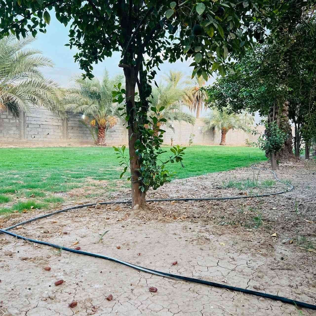 نص دونم • الجعارة • مخدوم