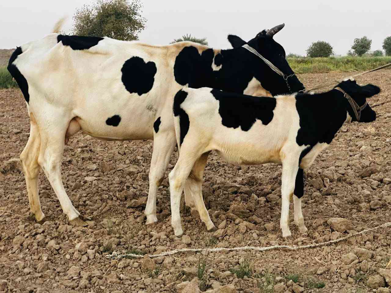 بسم الله الرحمن الرحيم اخوان نعرضلكم بقره حليب وراها حوليه @ على كل عيب مكفوله@خشانه فول امان ونصاحه ٣ تيام@اسعر المطلوب@٣٢٥٠ وبي مجال @اتصل وتابع تفاصيل بلفيديو@ صلاح الدين الشرقاط قرية الخضرانيه@
يوجد توصيل 
***********
