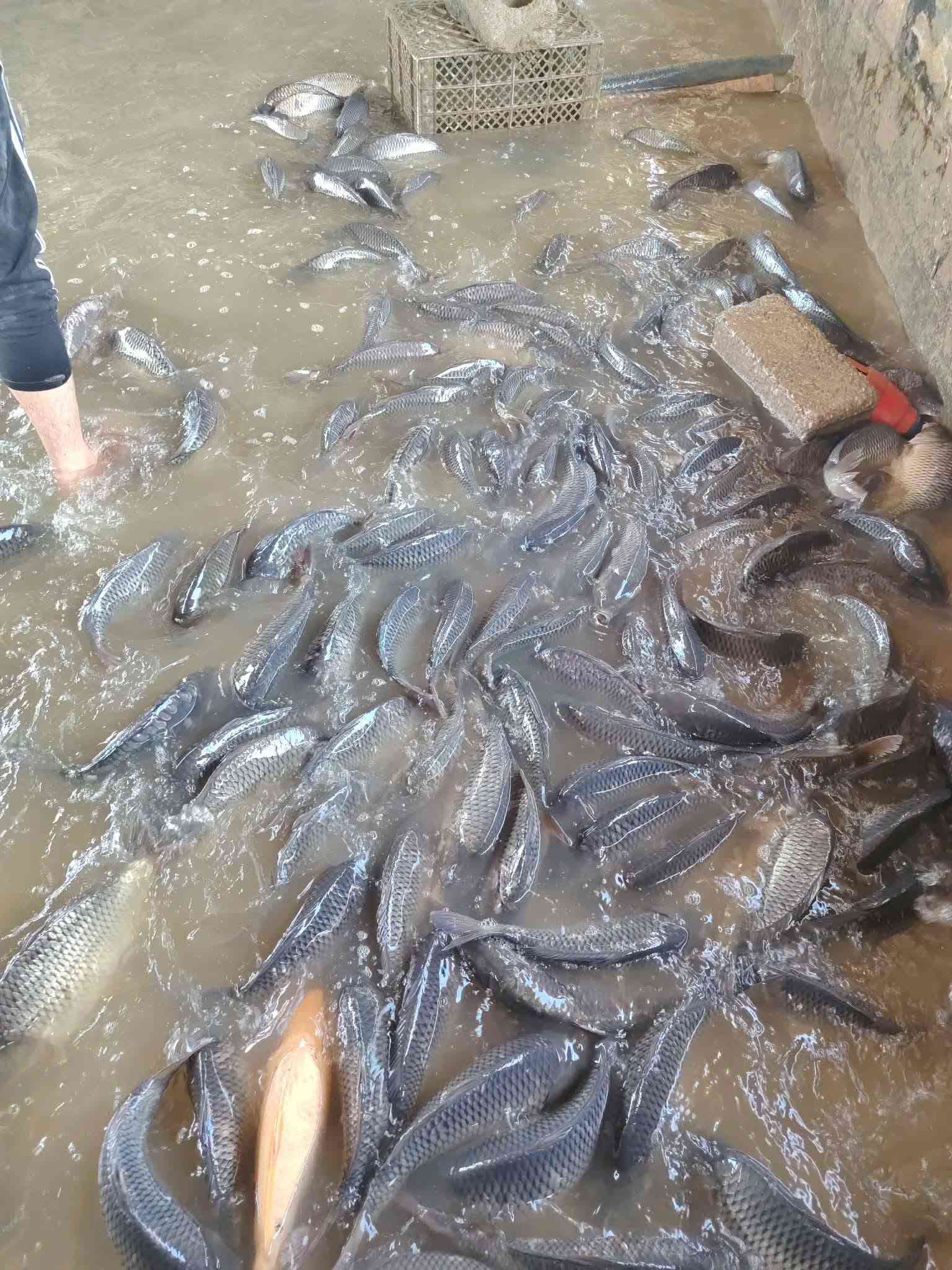 جمعتكم متكمل اله ويه علي المياحي  
سمك المسكوف والحي والدجاج  الطعم البغدادي الأصيل… يوصل لباب بيتك! 🏠🚗

🐟 سمك مسكوف — 7,500 د.ع
🐟 سمك حي طازج — 5,500 د.ع
🍗 دجاج حي طازج — 3,500 د.ع
🍗 صدر دجاج — 5,500 د.ع
🍗 أفخاذ طازة — 5,000 د.ع
🍗 أجنحة — 5,000 د.ع

━━━━━━━━━━━━━━

🚗💨 توصيل سريع داخل بسماية
💰 التوصيل 1,000 د.ع فقط

📞 للطلب والحجز:
***********
***********

✨ طازج • نظيف • سعر مناسب
🔥 علي المياحي — اطلب ودلل!

نص مكتوب في الصور:
- سمك حي سعر الكيلو 5500