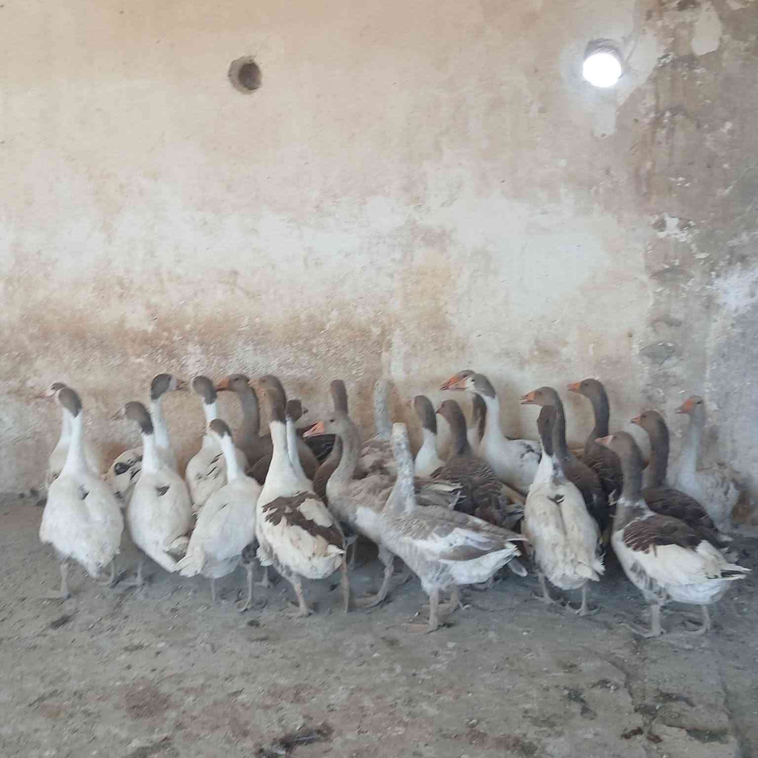 سلام عليكم للبيع قازات انضاف خشنات فول صحه ونشاط فول مكان موصل أشراي يتصل على راقم ***********
***********١
