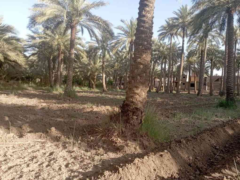 سلام عليكم يتوفر نصف دونم للبيع يبعد عن شارع حله بغداد مسافة 300متر سعر 65مليون يتوفر دارين للبيع مساحة 650متر جنس الأرض ملك صرف زراعي حق التصرف بناء حديث البيت الاول جاهز والبيت الثاني هيكل مسقف مئسس ماء كهرباء مجاري باقي على تشطيب وقطعه 200متر  حديقه الي يحب يتواصل رقم الهاتف *********** حلة, بابل
