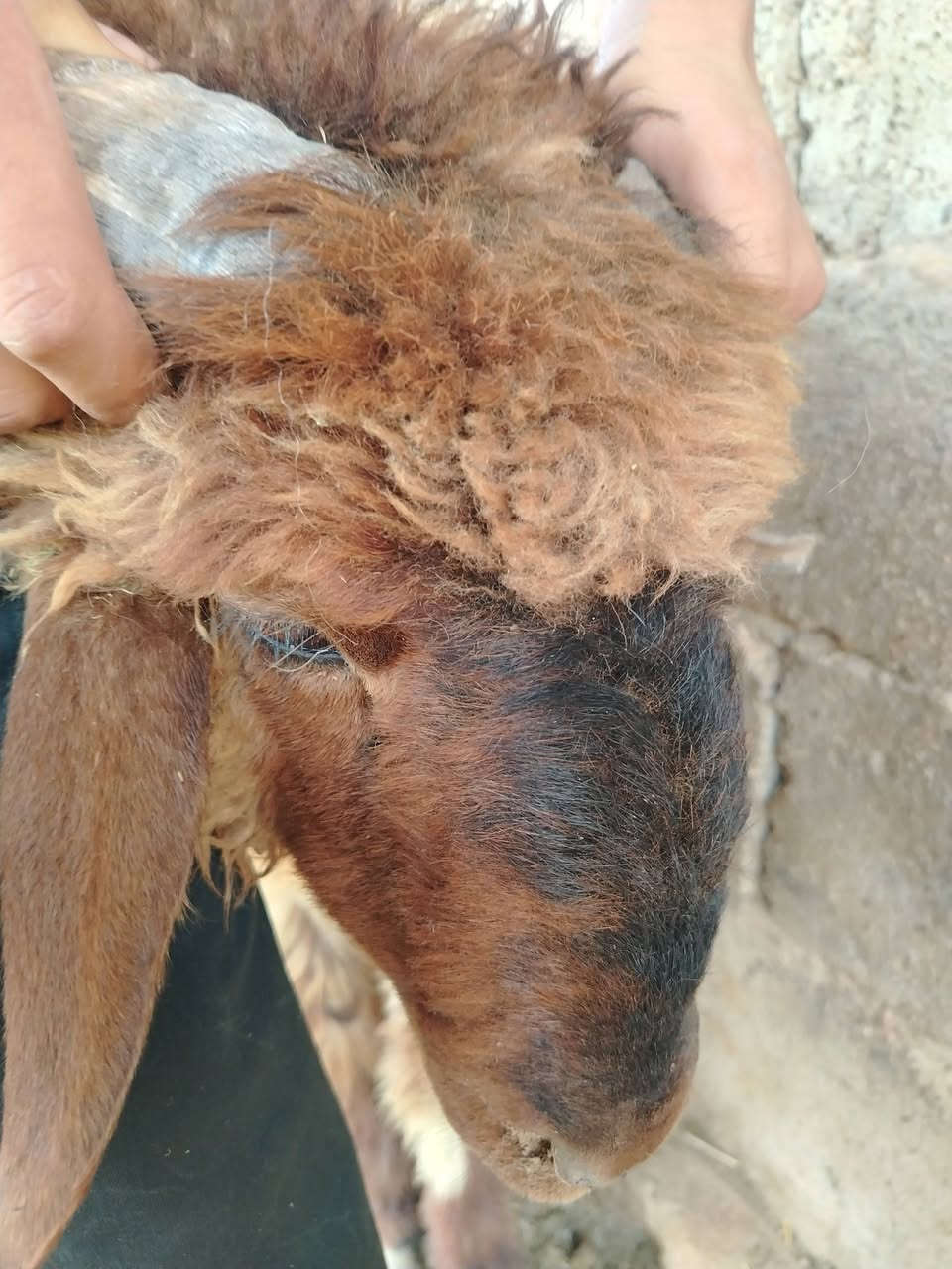 ياالله بسم الله الرحمن الرحيم اللهم صلّ على سيدنا محمد وآله سيدنا محمد اخوان طلي بعده مابدل ولا سن  يرهم فحل بزره حلوه  مكانه زويه البنمر ناحية الفرات يوجد توصيل حسب التفاق *********** @إشارة

