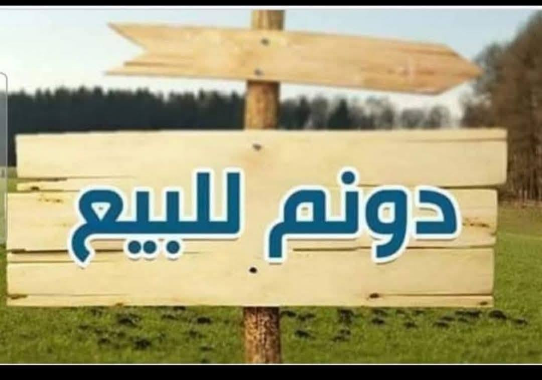 الناصرية • دونم • واجهة ٥٥م