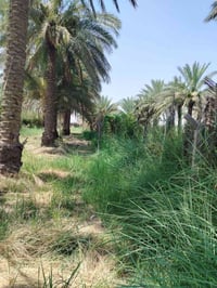 طابو زراعي • نصف دونم • بيت ٢٠٠م