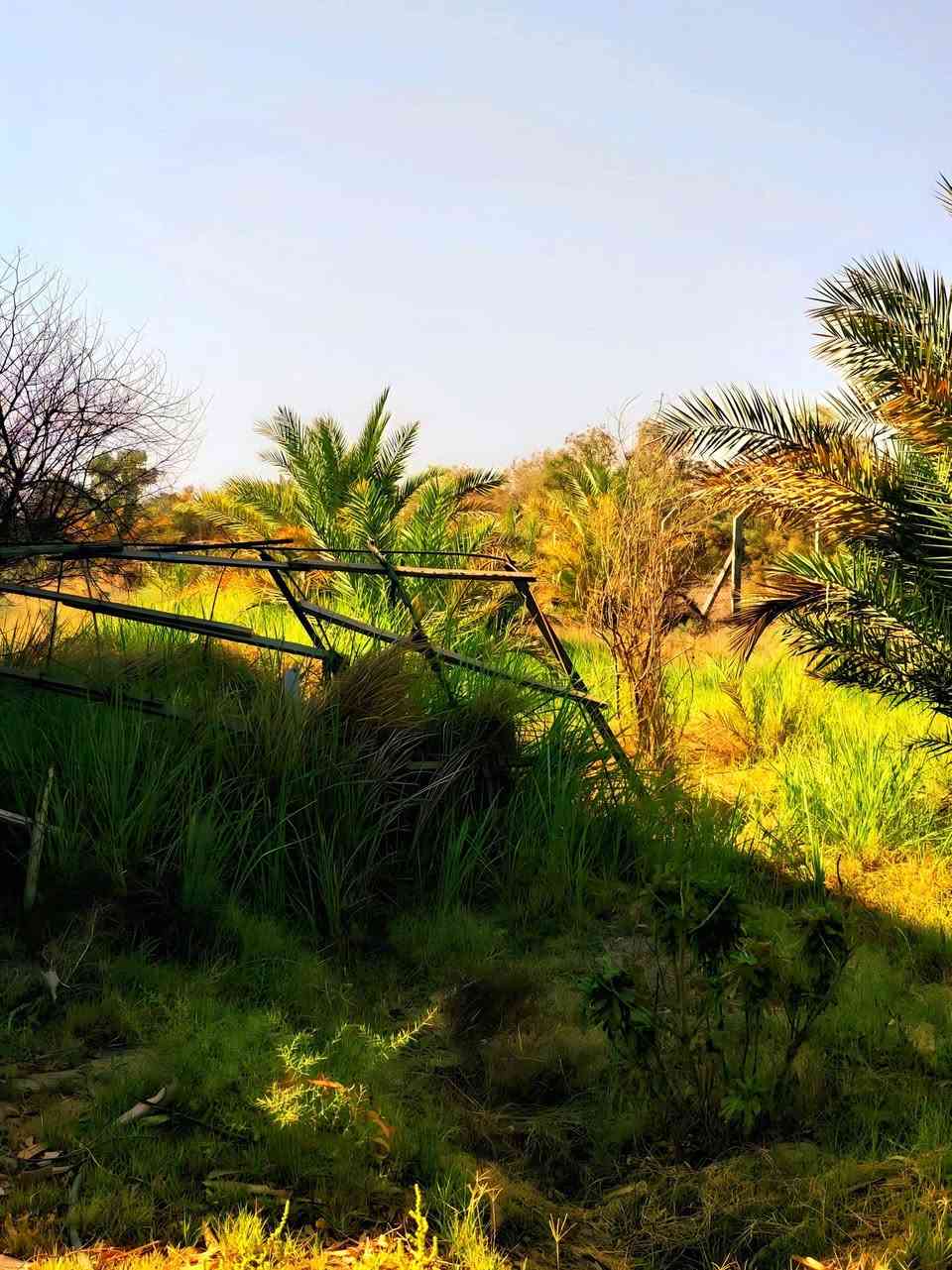 مزرعة على طريق الدغاره نزله سايدين حوالي كيلو مزرعة سند 25 المساحة ( دونم و315 متر  ) يعني ( 2,815 متر مساحتها الكلية ) مسيجه بي ار سي ومزروع بيها تقريبا 30 نخلة بعضها مثمر وتقريبا 50 شجرة فواكه معضمها مثمر  وبيها غرفه وحمام درجه ممتازه وغرفة دواجن ( على بابها يمر الاروائي ) و ( بيها بئرين ماء حلو ) ... قريب عليها مدرسة ومستوصف ودور سكنية   سبب البيع عدم التفرغ لرعايتها السعر 65 مليون دينار
للاستفسار خاص او المراسلة على الواتساب ***********
