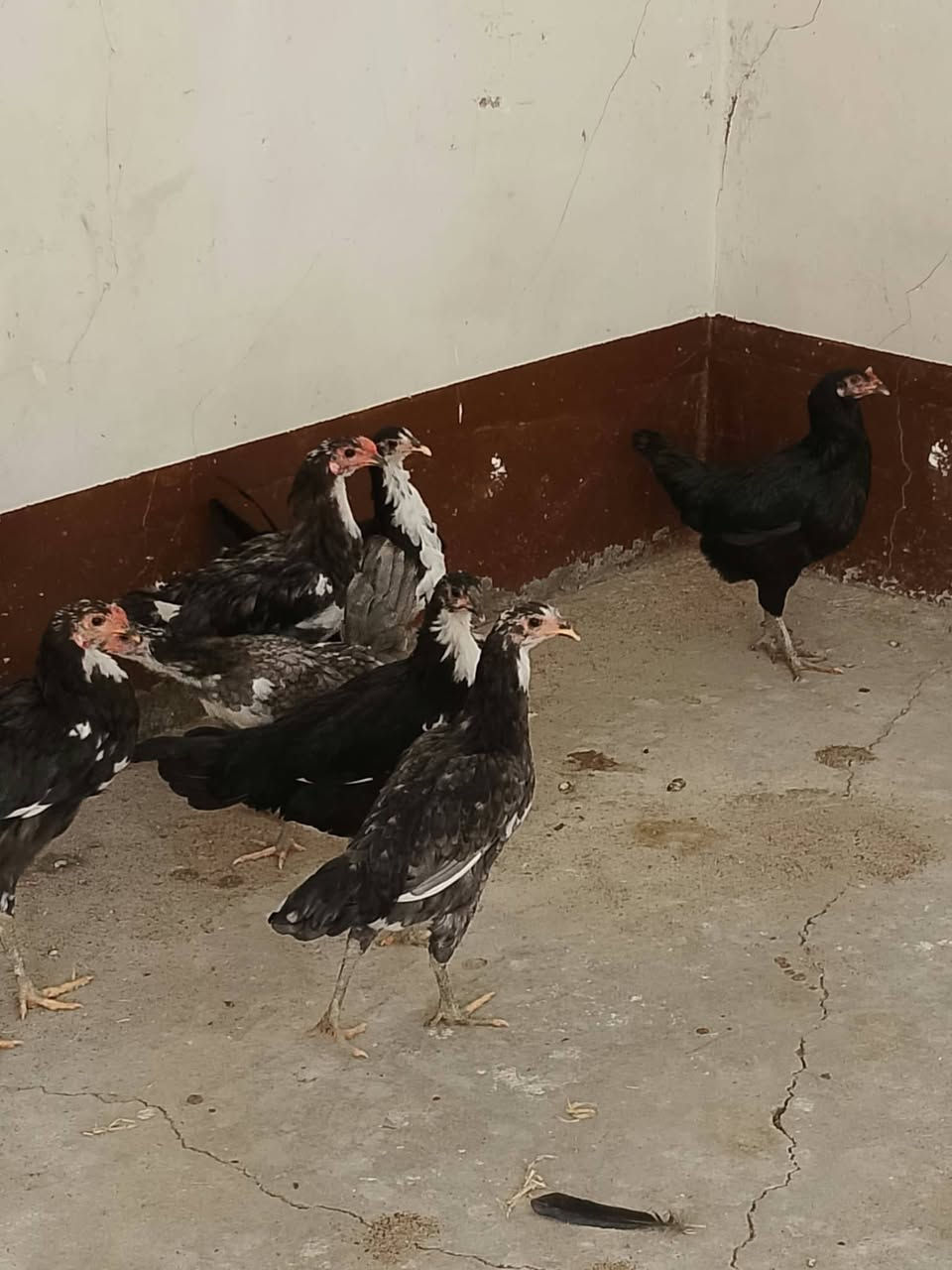 دجاج • بوطاني