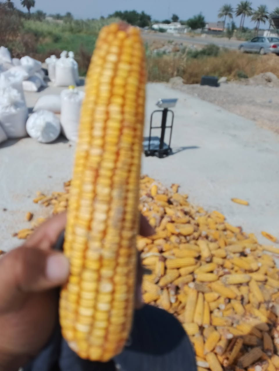 مجروشه • درجة اولى • توصيل المحافظات