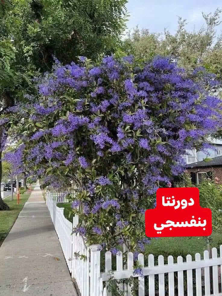 مشتل جوري • اشجار زينة • اكاسيا مصري