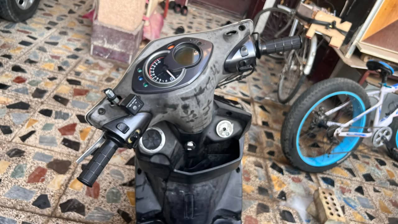 سكنس فحل • نوزال • بدون اوراق
