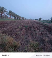 الشهابيه بابل كفل • أرض زراعيه طابو • ٥ دونم