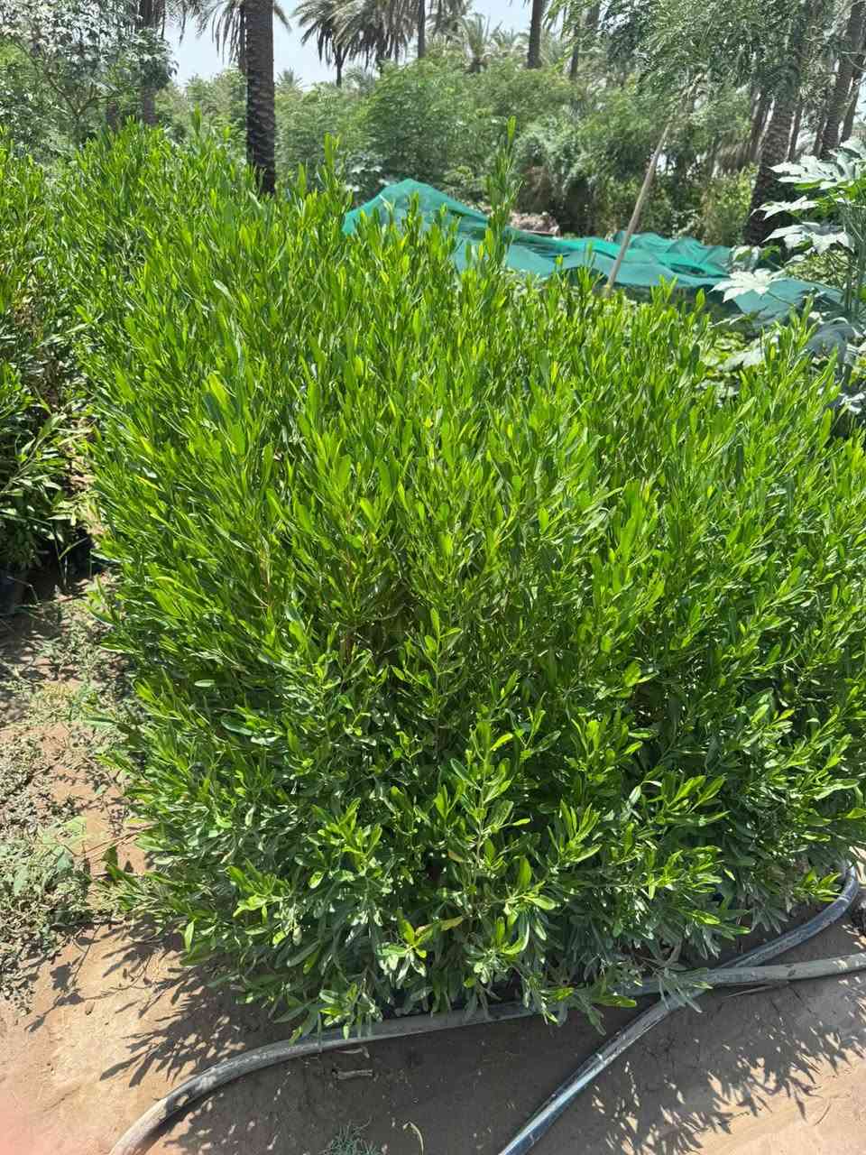 🌿🌿 مجموعة مشاتل السید 🌿🌿
🌱 نباتات • تصميم • تنفيذ • تنسيق • صيانة الحدائق 🌱
السلام عليكم ورحمة الله وبركاته 🌹
📢 يسرّنا في مجموعة مشاتل السید أن نقدم لكم خدماتنا المتكاملة في مجال النباتات والحدائق، حيث نوفر لكم مختلف أنواع النباتات بأسعار مناسبة، إلى جانب خدمات تصميم وتأسيس وتنفيذ وتنسيق وصيانة الحدائق المنزلية والعامة، بإدارة وإشراف السيد غيث الموسوي وبكادر متخصص في الزراعة وتنسيق المساحات الخضراء والعناية بالنباتات.
🌱 نحن لا نقتصر على تصميم الحدائق وتنفيذها، بل نوفر لكم النباتات والمستلزمات الزراعية ونقدم لكم الحل المتكامل من المشاتل إلى الحديقة.

━ 🌿 تتوفر لدينا حاليًا مجموعة متنوعة من النباتات 🌿 ━
🌳 حارس تكساس خشن🌳 حارس تكساس وسط🌹 ورد القهوة🌿 أكاسيا مصرية🌺 جهنمي ألوان قطمر🌹 ورد جوري🌸 ياسمين أحمر بدون عود🌸 ياسمين أحمر خشن🌹 ورد جمال قطمر🌺 خطم الساحل🌿 شمشار🌿 قرن الغزال🌿 يوكا
❤️ دم العاشق🌿 كاريزيا🌿 ياس عراقي كيس🌳 فكس🌿 باباية🌿 ددونيا🌿 ياس سندانة🌿 فرچة البطل🌳 فكس باندا
🌸 ست الحسن🌳 بمبر خشن🌳 بمبر وسط🌸 بتونيا🌵 شوكة المسيح🌹 ورد القداح🌹 نسرين أبيض + وردي🌿 كف مريم عراقي🌿 كف مريم كويتي🌳 تين تركي🌳 تين عبيد
🌳 سدر للصدر وأعلى🍎 رمان يمني حلو عسل🌳 ألبزيا بأحجام مختلفة🌿 شبوي🌿 دفلة🌳 أنتيكوما حسب الحجم🌼 داوودي و کافة انواع الحمضیات والزینة  والدیکورات و الثيل بأنواعه ......✨ وأنواع أخرى من النباتات متوفرة حسب الموسم والطلب.

━━━ 🌳 خدمات مجموعة مشاتل السید 🌳━━━━━
🌱 بيع وتجهيز النباتات:
توفير مختلف أنواع النباتات الداخلية والخارجية، ونباتات الزينة والأشجار، ومنها النباتات العراقية المقاومة لمختلف الظروف المناخية، وبأسعار مناسبة ومدروسة.
🌿 تصميم وتنسيق الحدائق:
تصميم الحدائق المنزلية والعامة وتنسيق المساحات الخضراء بأساليب عصرية وفنية تتناسب مع مساحة المكان واحتياجات الزبون.
🌱 تأسيس وتنفيذ الحدائق:
تنفيذ الحدائق من البداية وحتى إتمامها، مع اختيار النباتات المناسبة وتوزيعها بطريقة مدروسة وجمالية.
✂️ صيانة وتنظيف الحدائق:
تنظيف وترتيب وصيانة الحدائق بصورة دورية، والعناية بالنباتات ومتابعة نموها والمحافظة على جمالية المساحات الخضراء.
💧 تأسيس منظومات الري الحديثة:
تأسيس منظومات سقي حديثة، بما فيها المرشات والنوزلات ومنظومات التنقيط، وفق أبعاد الحديقة وأنواع النباتات وتوزيعها.
🪴 متابعة ومعالجة النباتات:
متابعة نمو النباتات ومعالجة الآفات والمشكلات الزراعية للحفاظ على صحة النباتات وجمالية الحديقة.
🐜 الوقاية ومكافحة حشرة الأرضة:
تأسيس منظومات خاصة للوقاية من حشرة الأرضة، بالإضافة إلى مكافحة ومعالجة الإصابة بها.
🌳 قطع الأشجار الكبيرة:
قطع وتشريح وتقطيع ونقل الأشجار الكبيرة وفق أساليب آمنة ومنظمة.
🚜 النقل والتجهيز:
نقل الأشجار والنباتات والأتربة والمستلزمات الزراعية حسب الحاجة.

━ 🎁🔥 عروض خاصة من مجموعة مشاتل السید 🔥🎁 ━

💧🎁 منظومة سقي بالتنقيط مجانًا!
😍 لكل حديقة نقوم بتصميمها وتنفيذها، نقوم بتأسيس منظومة سقي بالتنقيط مجانًا، بتوزيعات ونسب دقيقة ومدروسة تتناسب مع أنواع النباتات ومساحة الحديقة.
💧 بما يساعد على: ✔️ تقليل جهد السقي
✔️ تقليل هدر المياه
✔️ توزيع المياه بصورة أفضل
✔️ المحافظة على استدامة النباتات ونموها
🔥🎁 خصم 10%
😍 لكل حديقة يتم تأسيسها وتنفيذها من قبل مجموعة مشاتل السید، يحصل الزبون على خصم بنسبة 10% من السعر الكلي.
🌱🎁 نباتات متنوعة وبأسعار مناسبة ومدروسة
نوفر لكم النباتات بأسعار تناسب مختلف الاحتياجات والمساحات، مع إمكانية تجهيزكم بالنباتات والمستلزمات الزراعية المطلوبة.

━━━━━ 🌿 لماذا مجموعة مشاتل السید ؟ 🌿 ━━━━━
⭐ تنوع كبير في النباتات⭐ أسعار مناسبة ومدروسة⭐ نباتات داخلية وخارجية⭐ نباتات مقاومة للظروف المناخية⭐ تصميم وتنسيق احترافي للحدائق⭐ تنفيذ وتأسيس الحدائق⭐ صيانة ومتابعة بعد التنفيذ⭐ حلول ري حديثة ومدروسة⭐ مكافحة ووقاية من الأرضة والآفات⭐ تجهيز ونقل النباتات والمستلزمات
🌿 من النبتة إلى الحديقة… نوفر لكم كل ما تحتاجه مساحتكم الخضراء في مكان واحد. 🌿
📢 تنويه مهم:
نظرًا لكثرة التعليقات والرسائل الواردة إلينا، قد يتعذر علينا أحيانًا الرد على جميع التعليقات أو الرسائل بصورة فورية. لذلك نعتذر منكم مقدمًا عن أي تأخير في الرد. 🙏🌹
📞 للحجز والاستفسار والتواصل حصراً:
***********
📱 للتواصل المباشر عبر واتساب:
👉  https://wa.me/9647713397964
🌿📲 اضغط على الرابط وسيتم تحويلك مباشرة إلى محادثة واتساب مع الرقم أعلاه.
📌 صفحتنا الزراعية على فيسبوك:
https://www.facebook.com/kararr6677?sfnsn=wa
🌱💚 ادارة مجموعة مشاتل السید
نزرع الجمال… ونصنع مساحات تنبض بالحياة. 🌿

نص مكتوب في الصور:
- مجموعة مشاتل السيد نباتات . تصميم . تنفيذ . تنسيق . صيانة الحدائق من النبتة إلى الديقة... نصنع الجمال عروض خاصة من مجموعة مشاتل السيد منظومة سقي بالتنقيط مجاناً خصم 10% على جميع الحدائق تتوفر لدينا مجموعة متنوعة من النباتات أکاسیا مصرية جهنمي ياسمين أحمر ورد جوري دقلة يوكا أشجار مثمرة نخيل وزينة أنواع أخرى أنتيکوما داوودي شوكة المسيح نباتات متنوعة وبأسعار مناسبة ومدروسة وكل أنواع الحمضيات والزهور والنباتات الداخلية والخارجية... خدماتنا صيانة الحدائق تنفيذ الحدائق تصميم وتنسيق الحدائق تأسيس منظومات الري بيع وتجهيز النباتات للحجز والاستفسار حصراً عبر الواتساب *********** صفحتنا الزراعية علي فيسبوك /kararr6677 نظراً لكثرة التعليقات والرسائل الواردة إلينا، قد يتعذر علينا أحياناً الرد على جميع التعليقات أو الرسائل بصورة فورية. نعتذر منكم مقدماً عن أي تأخير في الرد. إدارة مجموعة مشاتل السيد نزرع الجمال ... ونصنع مساحات تنبض بالحياة
- يتوفر لدى مجموعة مشاتل السيد مشاتل السيد زراعة نباتات الزينة والأشجار الطبيعية تصميم وتنسيق الحدائق تنظيف وصيانة الحدائق أنظمة الري الحديثة متابعة النمو ومعالجة النباتات منظومات الوقاية من حشرات الأرضة مكافحة حשרה الأرضة قطع الأشجار الكبيرة وتشذيبها ونقلها نقل الأشجار والنباتات والمستلزمات منظومة الري بالتنقيط مجاناً بأسلوب دقيق ومناسب لجميع أنواع النباتات تحو بيئة خضراء ومظهر يبعث على الراحة والجمال خصم خاص 10% على كل حديقة *********** أو مراسلتنا عبر الواتساب